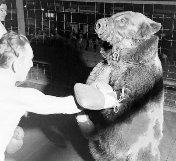 人類能徒手搏殺棕熊嗎？