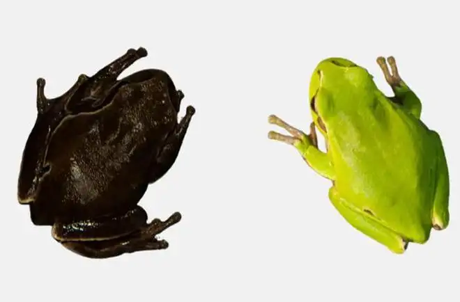 切爾諾貝利核能電廠周圍的青蛙變黑了，這是進化的結果嗎？
